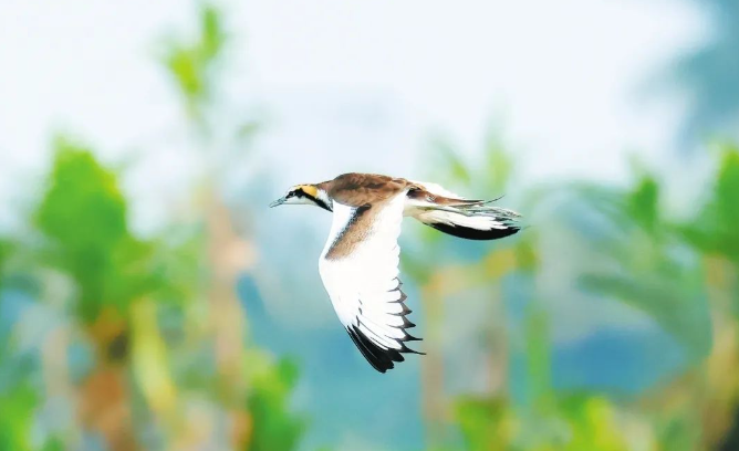 湿地生态环境持续向好！江东新区三江湾湿地发现水雉族群