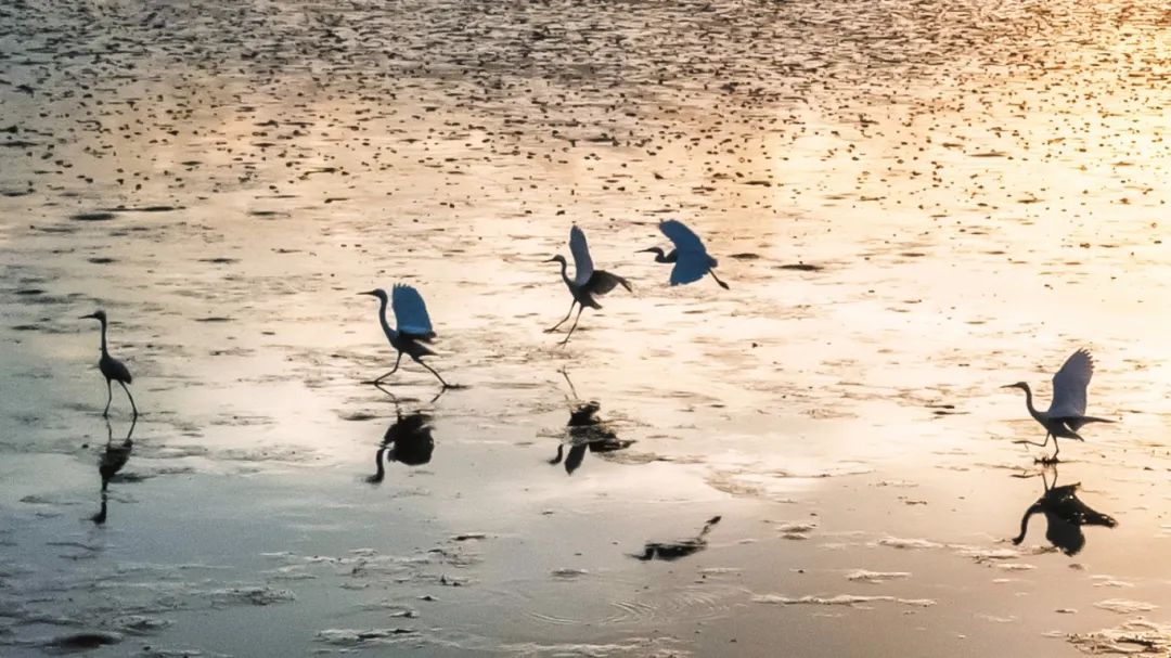 江东新区迈雅河湿地——白鹭蹁跹入画来