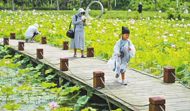 椰城夏日来赏荷