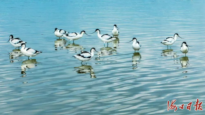 历年最多！50多只珍稀鸟类反嘴鹬抵达江东新区东寨港下塘湿地