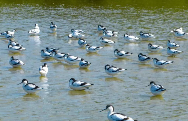2026海南越冬水鸟调查今日启动！东寨港迎来青藏沙鸻、白鹭等&ldquo;做客&rdquo;